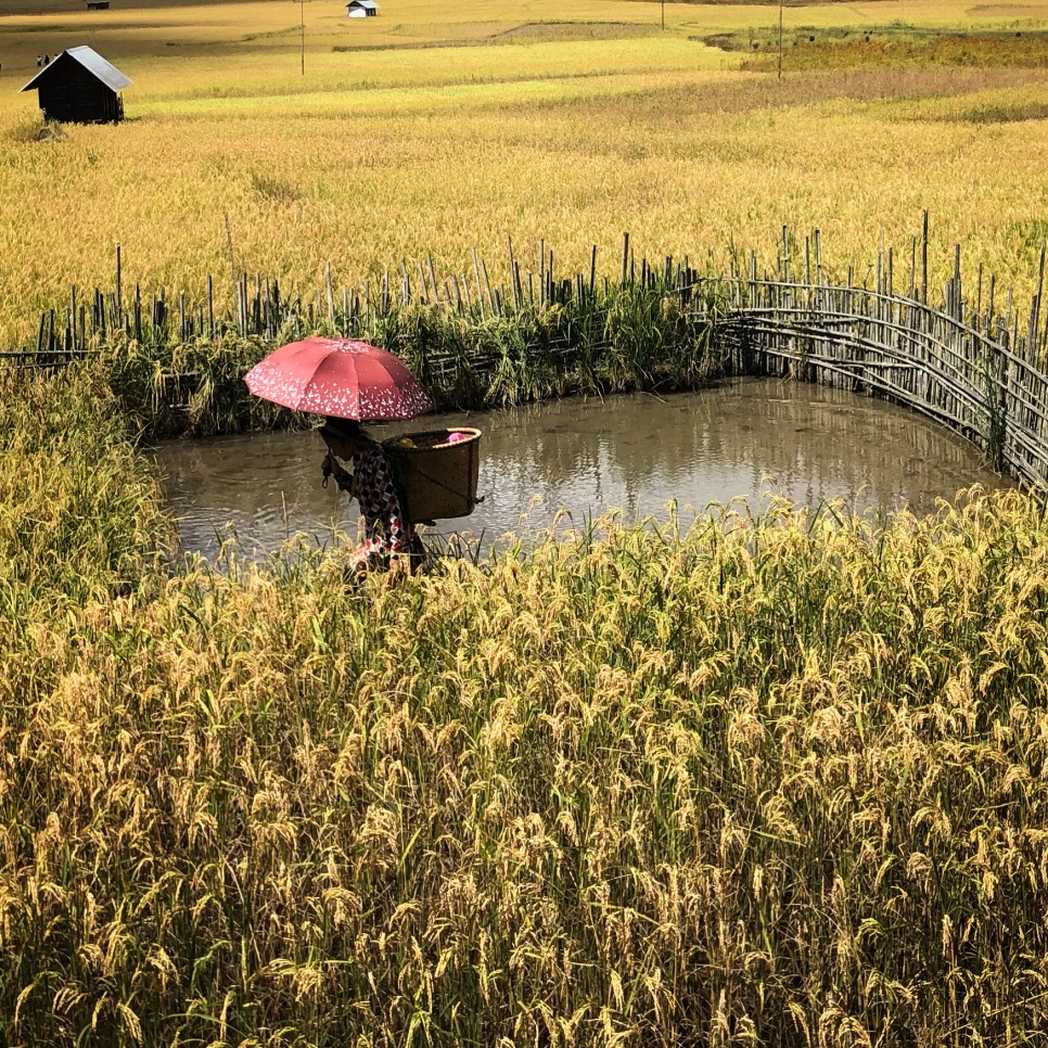 A woman with an umbrella and large basket on her back in the sunny rice fields of the Zero Valley