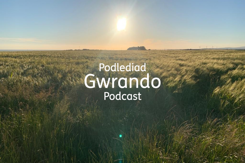 A field of long swaying grass with the sun rising in the distance