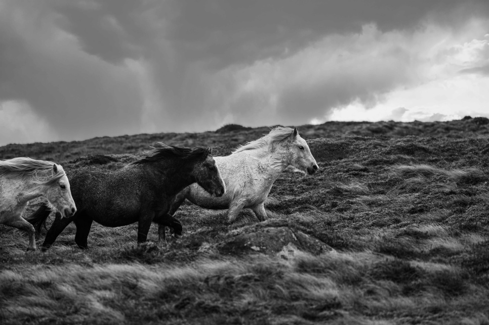 Wild horses running outdoors, in black and white.